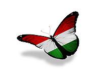 Hungarian flag butterfly